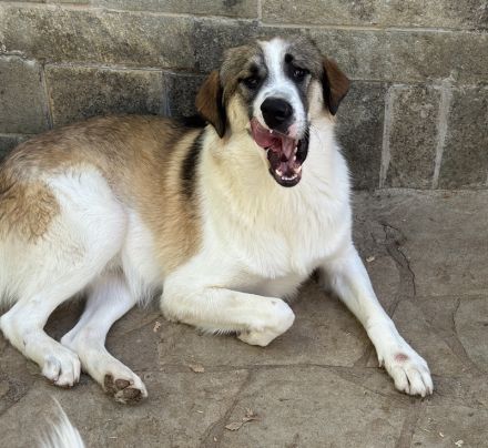 Timbert, geb. ca. 09/2023, lebt in GRIECHENLAND, auf einer privaten Pflegestelle