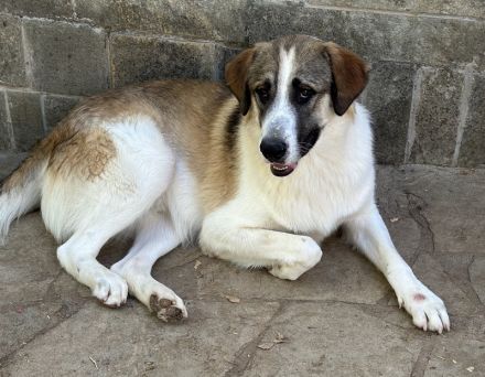 Timbert, geb. ca. 09/2023, lebt in GRIECHENLAND, auf einer privaten Pflegestelle