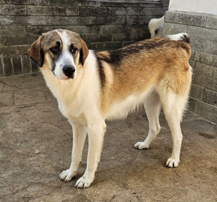 Timbert, geb. ca. 09/2023, lebt in GRIECHENLAND, auf einer privaten Pflegestelle