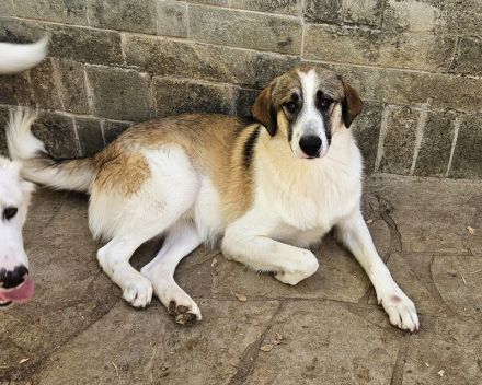 Timbert, geb. ca. 09/2023, lebt in GRIECHENLAND, auf einer privaten Pflegestelle