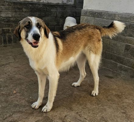 Timbert, geb. ca. 09/2023, lebt in GRIECHENLAND, auf einer privaten Pflegestelle