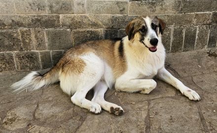 Timbert, geb. ca. 09/2023, lebt in GRIECHENLAND, auf einer privaten Pflegestelle