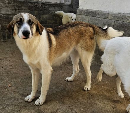 Timbert, geb. ca. 09/2023, lebt in GRIECHENLAND, auf einer privaten Pflegestelle