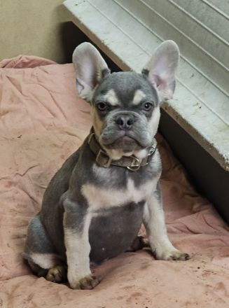 Französische Bulldogge