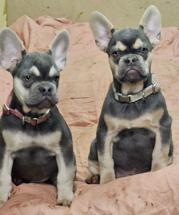 Französische Bulldogge