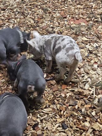 Französische Bulldogge