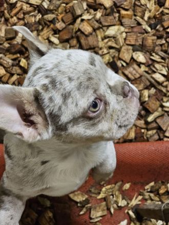 Französische Bulldogge