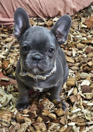 Französische Bulldogge