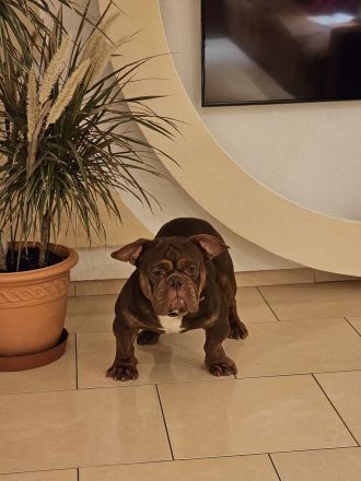 Old Englisch Bulldogge