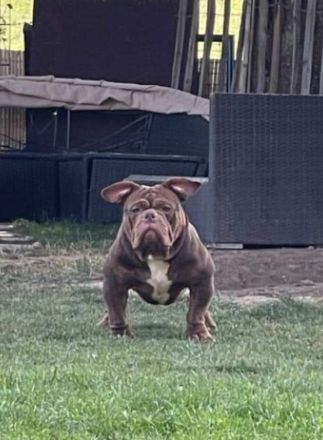 Old Englisch Bulldogge