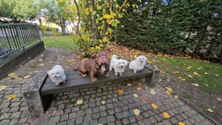 Old Englisch Bulldogge