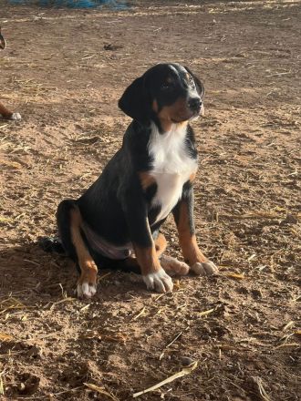 Appenzeller Sennenhunde Rüden in liebevolle Hände abzugeben