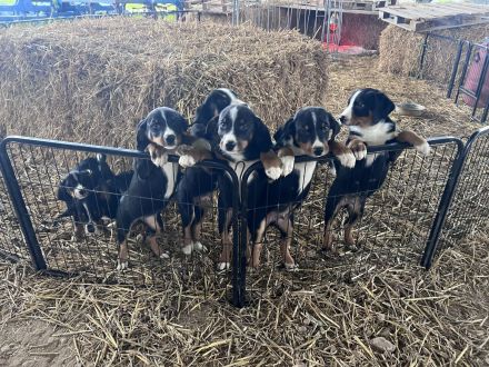 Appenzeller Sennenhunde Rüden in liebevolle Hände abzugeben