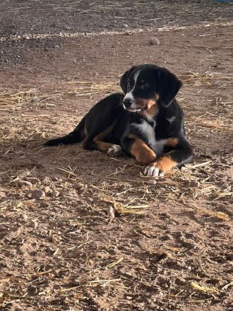 Appenzeller Sennenhunde Rüden in liebevolle Hände abzugeben