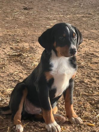 Appenzeller Sennenhunde Rüden in liebevolle Hände abzugeben