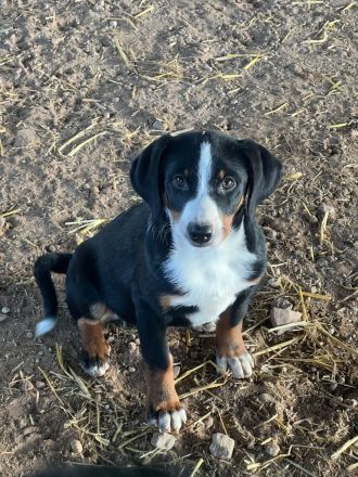 Appenzeller Sennenhunde Rüden in liebevolle Hände abzugeben