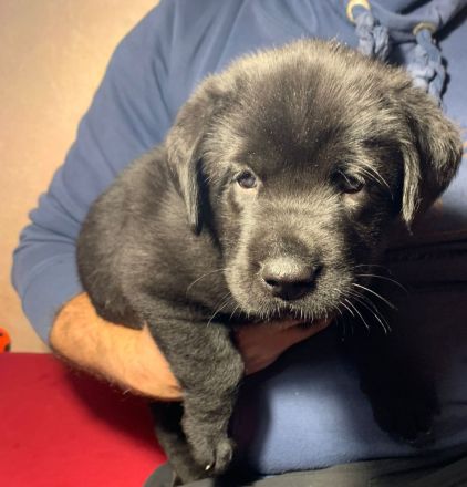 Mischlingswelpen Labrador