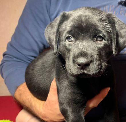 Mischlingswelpen Labrador
