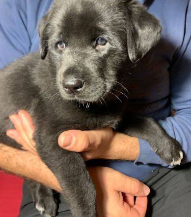 Mischlingswelpen Labrador