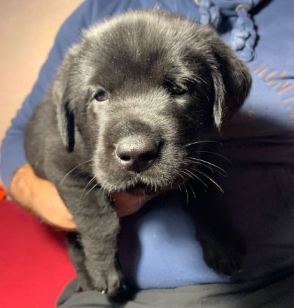 Mischlingswelpen Labrador