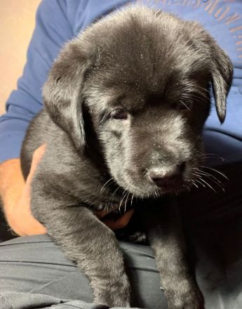 Mischlingswelpen Labrador