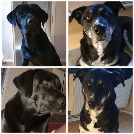 Mischlingswelpen Labrador