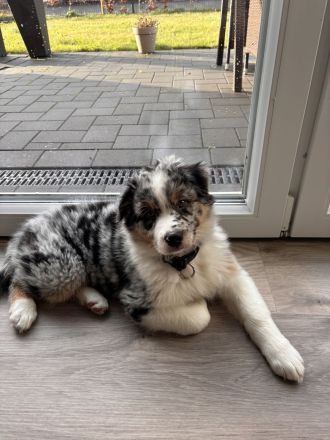 Australian Shepherd