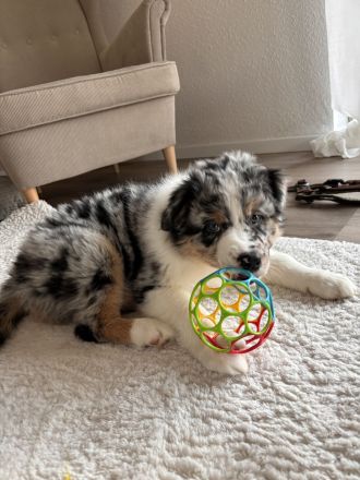 Australian Shepherd
