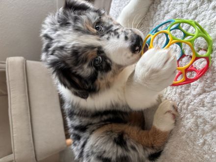 Australian Shepherd