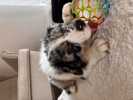 Australian Shepherd