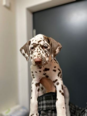 Reinrassige Dalmatiner Welpen abzugeben