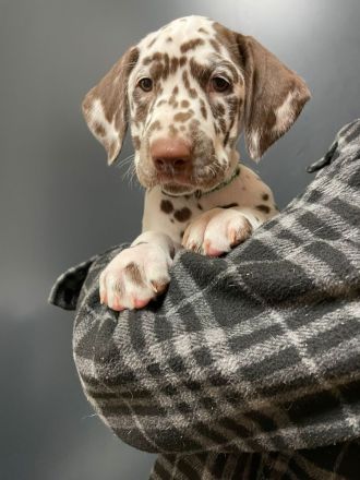 Reinrassige Dalmatiner Welpen abzugeben