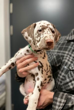 Reinrassige Dalmatiner Welpen abzugeben