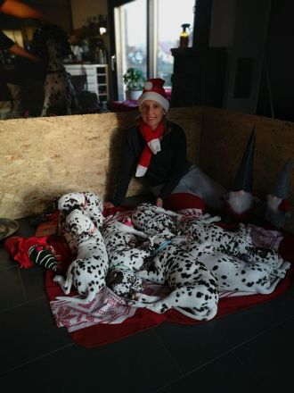 Reinrassige Dalmatiner Welpen abzugeben