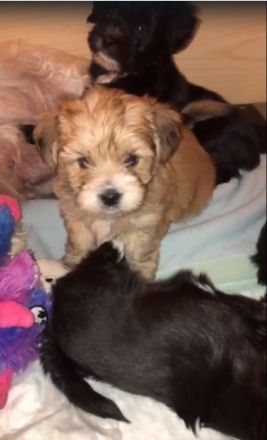 Edel Mix Yorkshire Terrier und die Mama Shih Tzu Mix