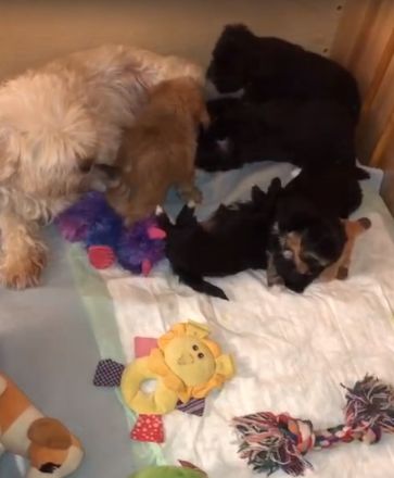 Edel Mix Yorkshire Terrier und die Mama Shih Tzu Mix