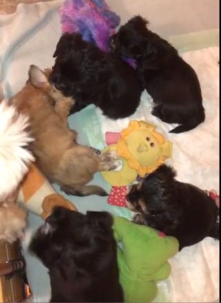 Edel Mix Yorkshire Terrier und die Mama Shih Tzu Mix