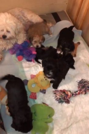 Edel Mix Yorkshire Terrier und die Mama Shih Tzu Mix