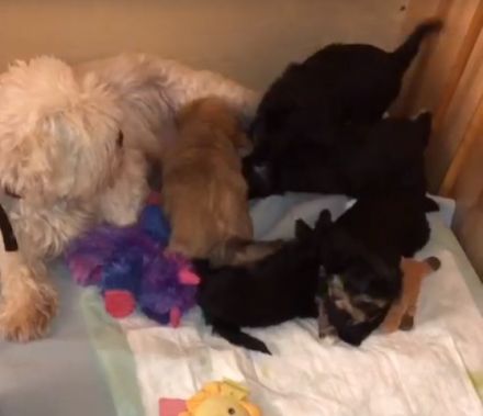 Edel Mix Yorkshire Terrier und die Mama Shih Tzu Mix