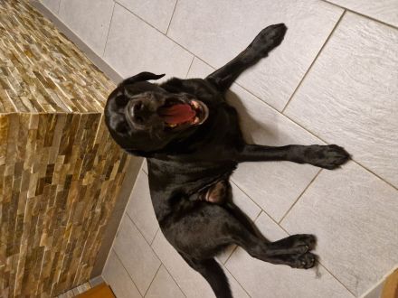 Deckrüde Labrador Schwarz mit Bolo Pads