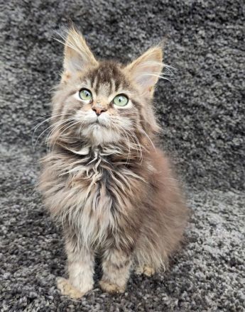 Maine Coon Kitten
