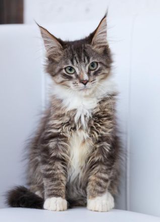 Maine Coon Kitten