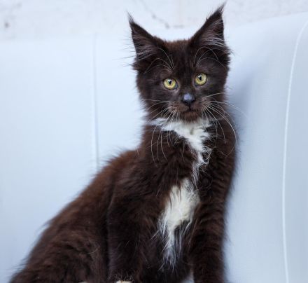Maine Coon Kitten