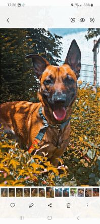 Schäferhundmischling