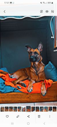 Schäferhundmischling