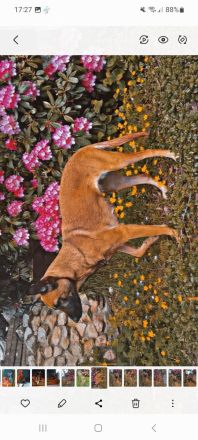 Schäferhundmischling