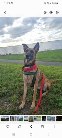 Schäferhundmischling