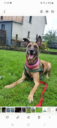 Schäferhundmischling