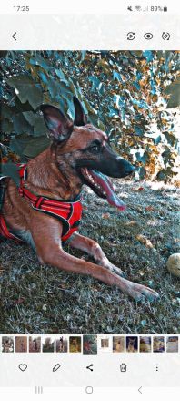 Schäferhundmischling