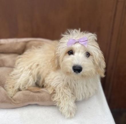 Entzückender Maltipoo-Junge